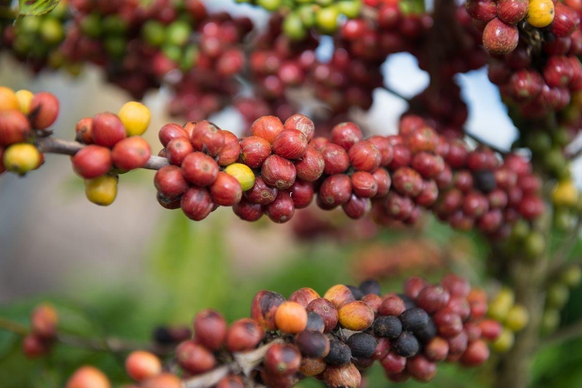 Guatemala celebrations the 20 best holidays and festivals in Guatemala