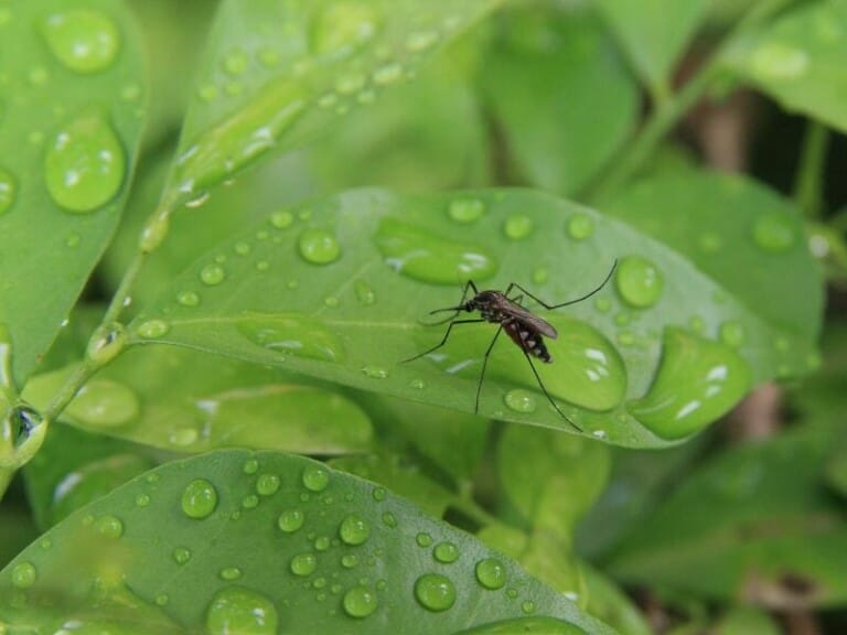 Are There Mosquitoes in Hawaii? Find out how to Avoid Them