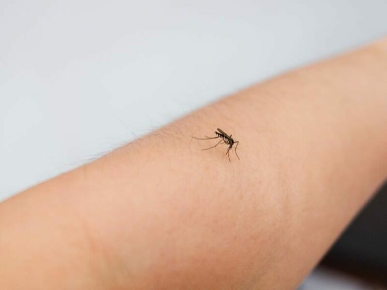 Are There Mosquitoes in Hawaii? Find out how to Avoid Them