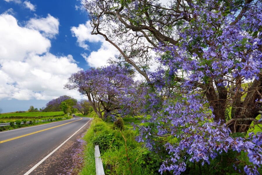 View of a road going to Maui.