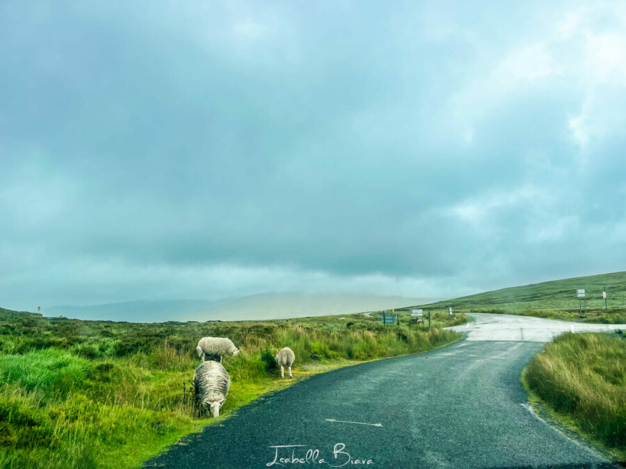 A winding road through a grassy landscape with three sheep grazing under a cloudy sky, leading into the horizon.