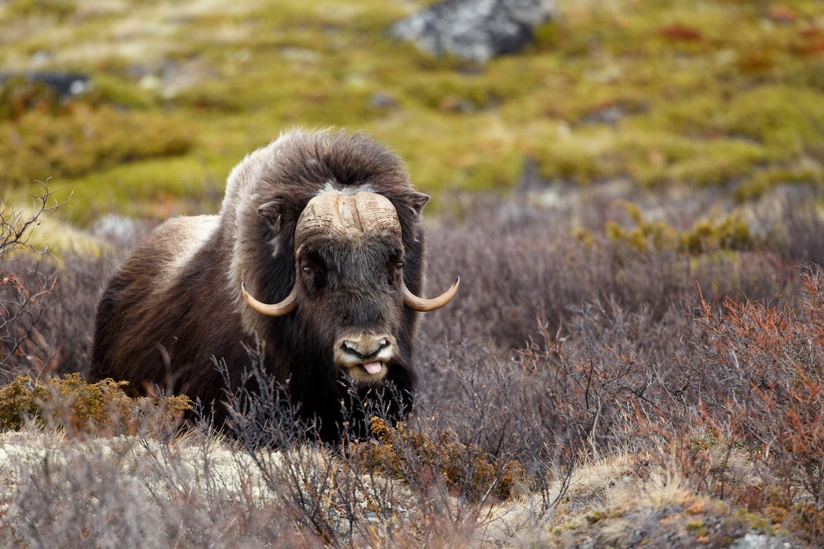 29 most popular Animals in Norway