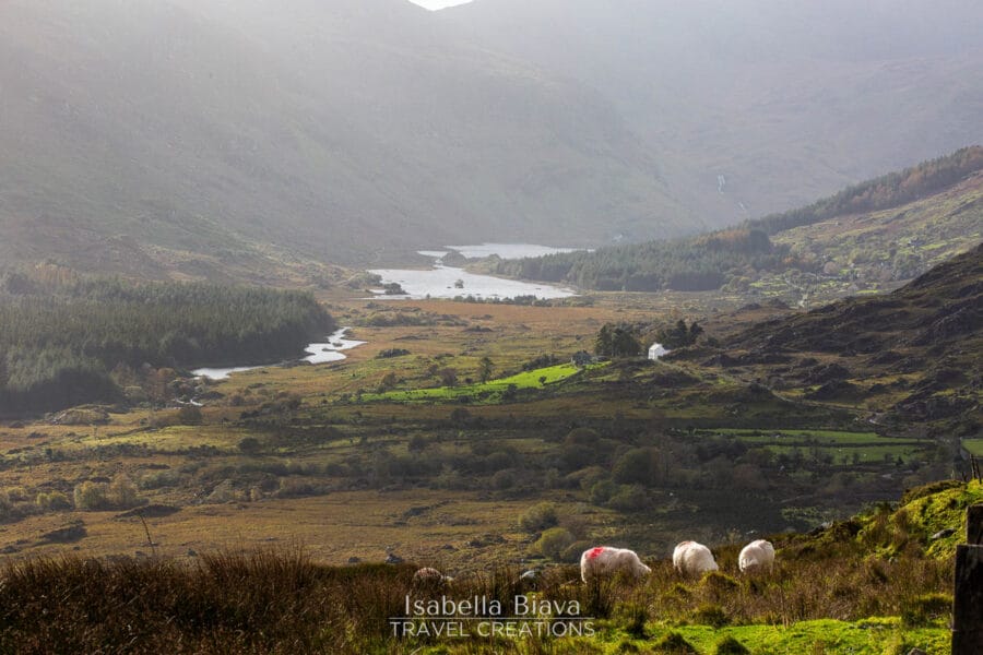 Ballaghbeama Gap sheep