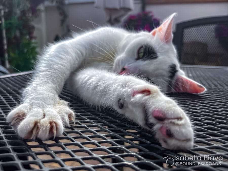 A relaxed white cat with black spots stretches on a metal mesh table under soft sunlight, with a blurred background of plants and furniture.