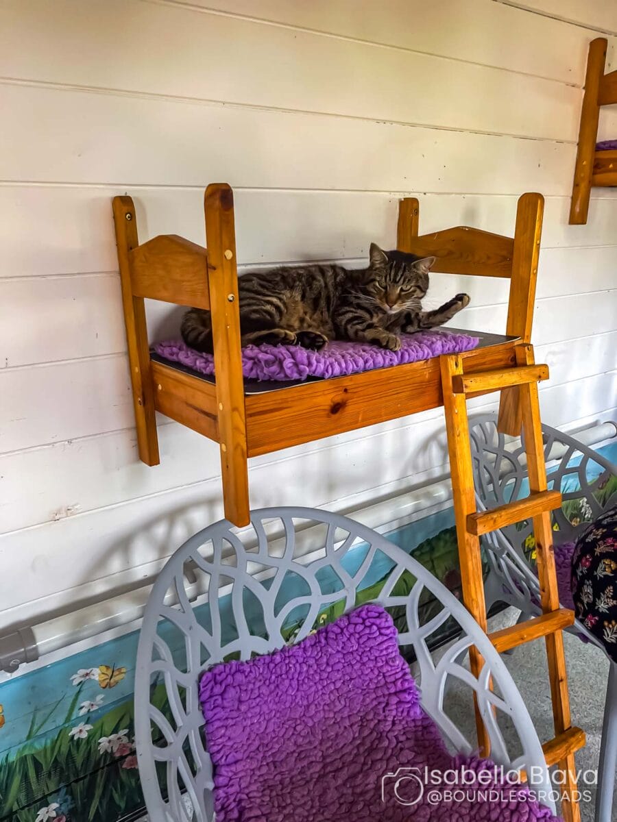 A cat lounges on a raised wooden bed with a purple blanket, surrounded by uniquely designed chairs and a wooden ladder.