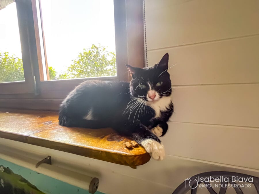 A black and white cat lounges on a wooden shelf by a window, overlooking greenery. Indoor setting with natural light.