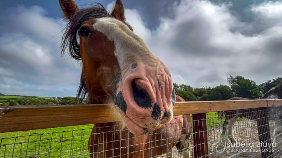 A close-up of a horse's face by a wooden fence in a rural field, under a partly cloudy sky.