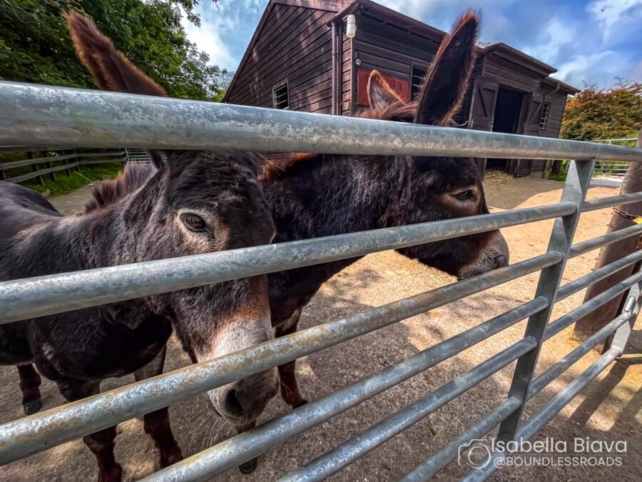 Two donkeys are behind a metal fence near a dark wooden barn, with a partly cloudy sky above.