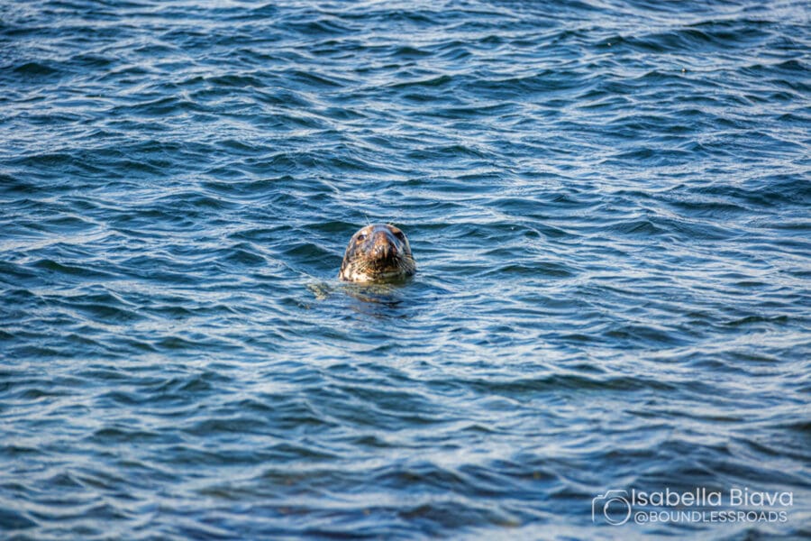 A seal's head emerges from the blue water, surrounded by gentle waves on a sunny day, capturing serene ocean life.